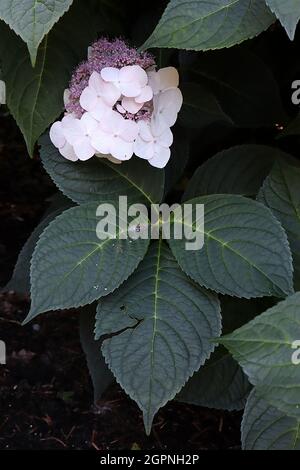 Hortensia macrophylla ‘Veitchii’ Hortensia Veitchii – große weiße Blütenblätter und kleine mauve Blütenstände, September, England, Großbritannien Stockfoto