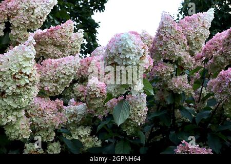 Hortensia paniculata ‘Vanille Fraise’ Hortensia Vanille Fraise – dichte pyramidenförmige Blütenstände aus mittelrosa und hellgrünen Blüten, September, Großbritannien Stockfoto