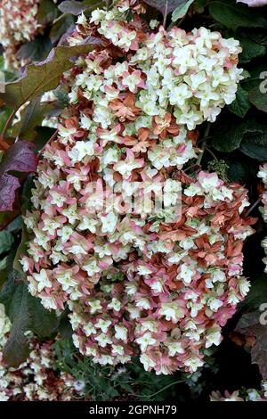 Hortensia quercifolia ‘Snowflake’ eichenblättrige Hortensia Snowflake - hängende Rispe aus doppelten weißen Blüten und Eichenlaub-förmigen Blättern, September, Großbritannien Stockfoto