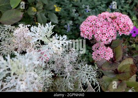 Hylotephium tephium ‘Matrona’ Sedum Matrona – hellrosa sternförmige Blüten, olivgrüne fleischige Blätter mit roten Rändern und dunkelroten Stielen, Großbritannien Stockfoto