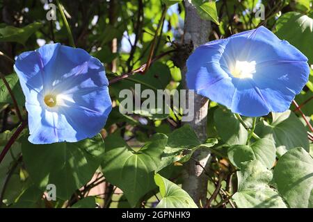 Ipomoea tricolor ‘Heavenly Blue’ Morning Glory Heavenly Blue - himmelblaue trichterförmige Blüten, September, England, Großbritannien Stockfoto