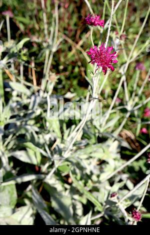 Knautia macedonica ‘Red Knight’ Macedonian scabious Red Knight – purpurrote Blüten mit Nadelkissen-Zentrum von ray Florets, September, England, Großbritannien Stockfoto