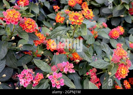 Lantana camara ‘Tutti Frutti’ Lantana Tutti Frutti - gewölbte Büschel aus winzigen gelben, orangen, roten und tiefrosa Blüten und großen dunkelgrünen Blättern, UK Stockfoto