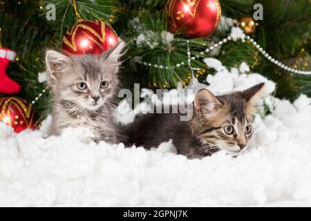 Zwei kleine graue Kätzchen verstecken sich im Schnee in der Nähe des Weihnachtsbaums, eine Weihnachtskarte für Herzlichen Glückwunsch. Stockfoto