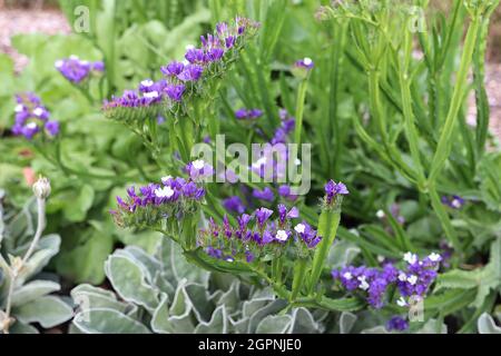 Limonium sinuatum Sea Lavender – papierfarbene, violette Blüten auf geflügelten Stielen, September, England, Großbritannien Stockfoto