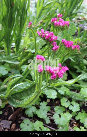 Limonium sinuatum Sea Lavendel - papery tiefrosa Blüten auf geflügelten Stielen, September, England, UK Stockfoto