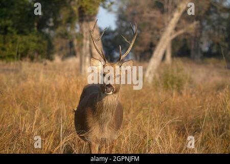 Hard Ground Swamp Deer, Barasingha- Rucervus duvaucelii, Kanha Tiger Reserve, Madhya Pradesh, Indien Stockfoto