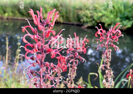 Lobelia tupa Devil’s Tobacco – aufrechte Trauben aus gewellten röhrenförmigen Blüten an hohen Stielen, September, England, Großbritannien Stockfoto