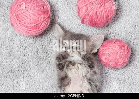 Graues Kätzchen schläft, spreizt seine Beine auf einem Teppich mit Garnkugeln von oben. Stockfoto