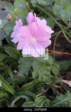 Malva moschata ‘Appleblossom’ Moschusmalve Appleblossom – hellrosa untertasserförmige Blüten und basale gelappte Blätter, September, England, Großbritannien Stockfoto