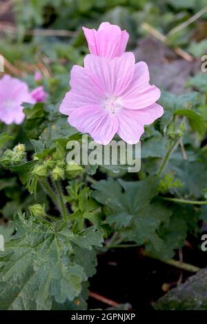 Malva moschata ‘Appleblossom’ Moschusmalve Appleblossom – hellrosa untertasserförmige Blüten und basale gelappte Blätter, September, England, Großbritannien Stockfoto