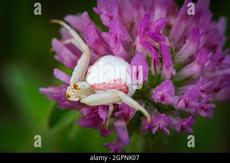 Während ich Makrofotografie auf dem Waldstück meiner Nachbarn im Central Door County wisconsin machte, kam ich über diese Krabbenspinne, die auf einem Kleeblatt ruht. Stockfoto