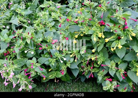 Mirabilis jalapa gemischte Farben Marvel of Peru – stark duftende trichterförmige, tiefrosa, gelbe und weiße Blüten mit gekräuselten Blütenblättern, September, Großbritannien Stockfoto