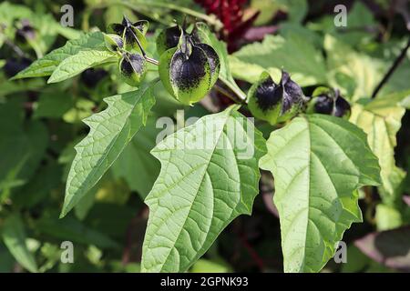 Nicandra physialodes Shoo-fly plant – grün schwarz scharfkantig geriffelte sphärische Calyces, September, England, Großbritannien Stockfoto