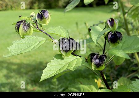 Nicandra physialodes Shoo-fly plant – grün schwarz scharfkantig geriffelte sphärische Calyces, September, England, Großbritannien Stockfoto