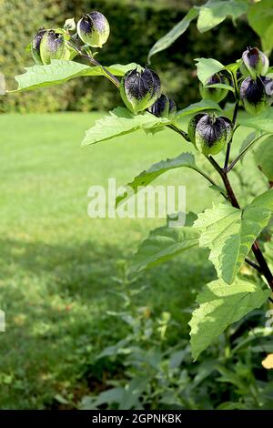 Nicandra physialodes Shoo-fly plant – grün schwarz scharfkantig geriffelte sphärische Calyces, September, England, Großbritannien Stockfoto