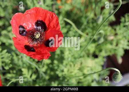 Papaver commutatum ‘Ladybird’ Ladybird Mohn – rote Blüten mit vier großen schwarzen Flecken und knusprigen Blütenblättern, September, England, Großbritannien Stockfoto