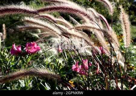 Pennisetum advena ‘rubrum’ Brunnengras rubrum – gebogene Rispen aus pinkfarbenen Buff-Blüten und schmalen violetten Blättern, September, England, UK Stockfoto