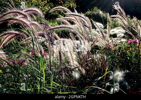 Pennisetum advena ‘rubrum’ Brunnengras rubrum – gebogene Rispen aus pinkfarbenen Buff-Blüten und schmalen violetten Blättern, September, England, UK Stockfoto