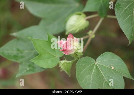 Bio-Hybrid verbesserte neue Vielfalt an Baumwolle auf Baumwollernte Rote weiße Blumen blühen auf Baumwollpflanze im Baumwollfeld indien mit unscharfem Hintergrund Stockfoto