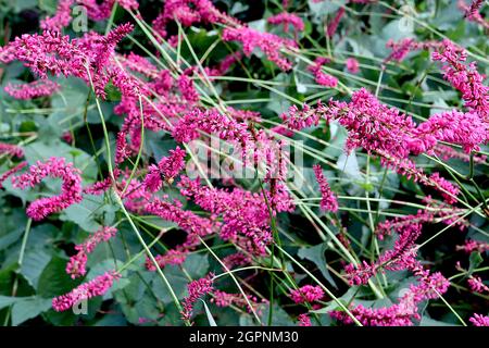 Persicaria amplexicaulis ‘Fieinzelhandel’ roter Bistort Fieinzelhandel - zylindrische Cluster winziger, tiefrosa Blüten an hohen Stielen, September, England, Großbritannien Stockfoto