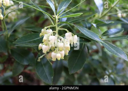 Pieris japonica ‘Debutante’ Japanese Andromeda Debutante – weiße, urnenförmige Blüten mit hellgrünen Tepals und dunkelgrünen Blättern, September, England, Stockfoto