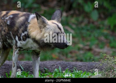 Afrikanischer Wildhund. Nur noch ein Mitglied der Gattung Lycaon.heimische Art im subsaharischen Afrika. Gefährdet Stockfoto