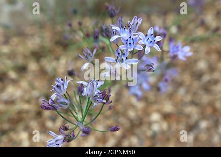 Prospero autumnale Herbstschmill – offene pyramidenförmige Blütenstände aus mauvesastförmigen Blüten, auf grünen Stielen, September, England, Großbritannien Stockfoto