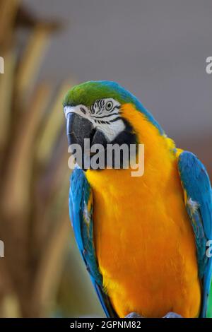 Der blau-gelbe Ara Arauna, auch bekannt als der blau-goldene Ara, ist ein großer südamerikanischer Papagei. Nahaufnahme Stockfoto