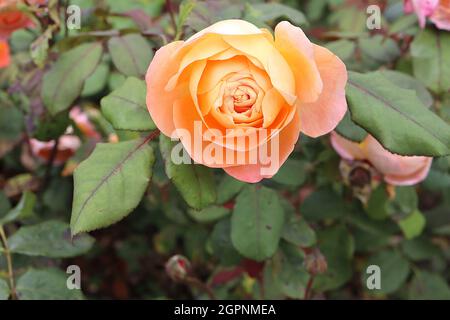 Rosa ‘Lady Emma Hamilton’ (Strauchrose) Rose Lady Emma Hamilton – doppelt goldorange schalenfarbene Blüten, September, England, Großbritannien Stockfoto