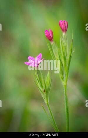 Ich fand diese zarte rosa Blume auf einem Nachmittagsspaziergang nach einem Regen auf dem Waldstück meiner Nachbarn im Zentrum von Door County Wisconsin. Stockfoto