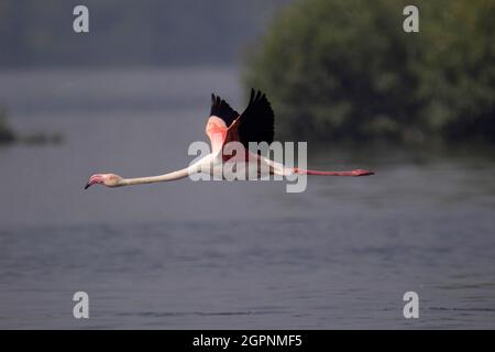 Großer Flamingo, der solo fliegt, Phoenicopterus roseus. Die am weitesten verbreitete und größte Art der Flamingo-Familie Stockfoto