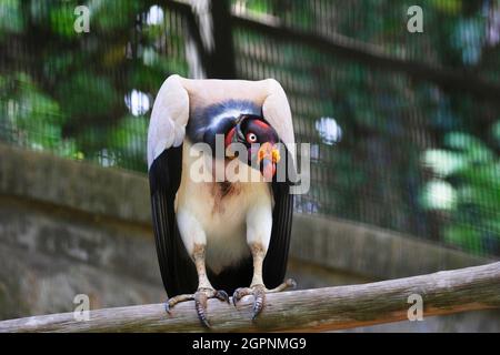 Königsgeier, Sarcoramphus Papa. Lebt vorwiegend in tropischen Tieflandwäldern, die sich vom südlichen Mexiko bis zum nördlichen Argentinien erstrecken Stockfoto