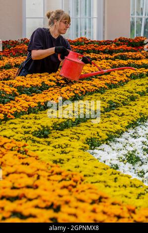 London, Großbritannien. September 2021. Sechs Sorten der japanischen Nationalblume, die Chrysantheme, mit gelben, orangen und weißen Blüten zu Ehren des Kiku Matzuri (Chrysantheme-Festivals) - Japan Festival: Eine Feier der atemberaubenden Pflanzen, Kunst und Kultur des Landes in Kew Gardens. Kredit: Guy Bell/Alamy Live Nachrichten Stockfoto