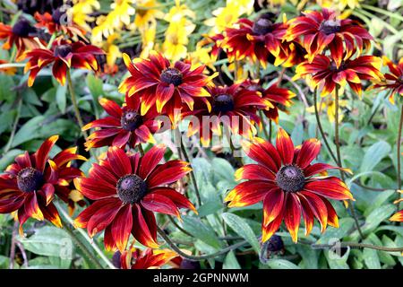 Rudbeckia hirta ‘Moreno’ schwarzäugige Susan Autumn Moreno – dunkelrote Gänseblümchenähnliche Blumen mit gerollten Blütenblättern und gelben Blütenblättern auf dem Rücken, September, England, Stockfoto