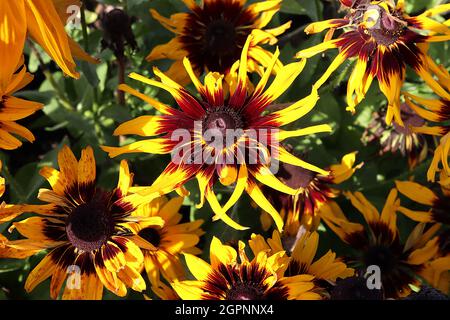 Rudbeckia hirta ‘Peking’ schwarz-äugige Susan Peking – gelb mit braunen, pinselartigen Basalspuren und kurzen Blütenblättern, September, England, Großbritannien Stockfoto