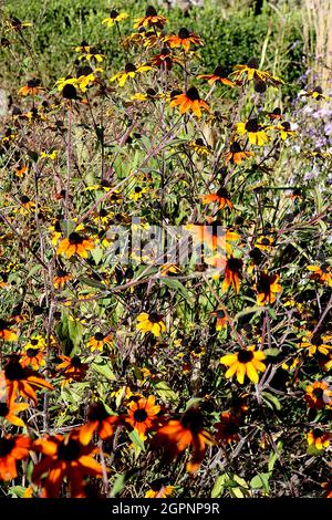 Rudbeckia triloba ‘Braarie Glow’ mit braunen Augen Susan Braarie Glow – gelb-bestückte rote Blüten und gelb-orange gestreift Blüten mit gewölbtem braunen Zentrum, Stockfoto