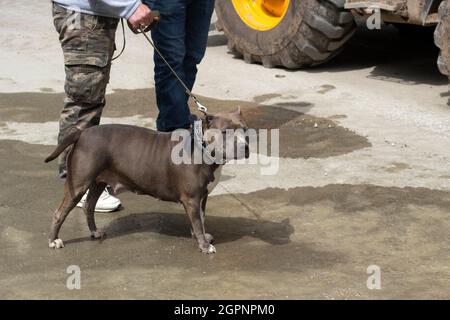 Kämpfender Hund an der Leine. Gefährliches Haustier. Ein Hund mit einem Meister. Gefährliche Bestie ohne Schnauze. Der Bullterrier beobachtet. Stockfoto