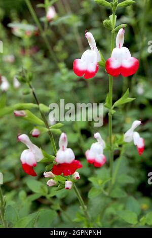 Salvia x jamensis ‘Hot Lips’ Sage Hot Lips – halbweiße, halbrote Blüten auf grünen Stielen, September, England, Großbritannien Stockfoto