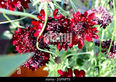 Scabiosa atropurpurea ‘Black Cat’ Scabious Black Cat – purpurrote Blüten mit weißen Staubfäden auf hohen, verwinkelte Stiele, September, England, Großbritannien Stockfoto