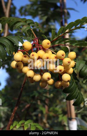 Sorbus ‘Joseph Rock’ BEEREN NUR gelb-berried Bergasche - Rispen aus runden gelben Beeren auf roten Stielen und glänzend dunkelgrünen gefiederten Blättern, Stockfoto