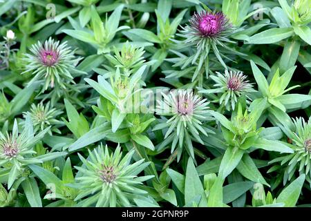 Symphyotrichum novi-belgii ‘Purple Dome’ Aster novi-belgii Purple Dome – auftauchende halbdoppelte violette Blüten mit sehr schlanken Blütenblättern und purpurroten Kelchblättern Stockfoto