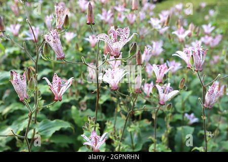 Tricyrtis formosana stolonifera Group Krötenlilie – weiße Orchideenartige Blüten mit unregelmäßigen violetten Flecken und breiten, lanzförmigen, mittelgrünen Blättern, UK Stockfoto