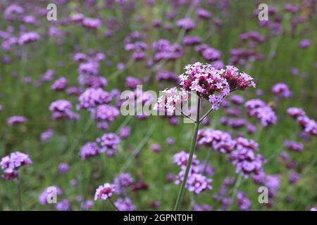 Verbena bonariensis purpetop Vervain – gewölbte, verzweigte Cluster winziger violetter Blüten an sehr hohen Stielen, September, England, Großbritannien Stockfoto