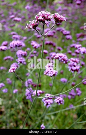 Verbena bonariensis purpetop Vervain – gewölbte, verzweigte Cluster winziger violetter Blüten an sehr hohen Stielen, September, England, Großbritannien Stockfoto