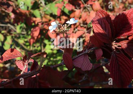 Viburnum plicatum f tomentosum ‘Kilimandscharo Sunrise’ kuppelierte Büschel weißer Blüten und tief geäderter hängender kastanienroter Blätter, September, Großbritannien Stockfoto