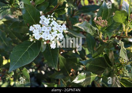 Viburnum tinus ‘Eve Price’ laurustinus Eve Price – gewölbte Büschel winziger weißer Blüten und glänzend dunkelgrüner Blätter, September, England, Großbritannien Stockfoto