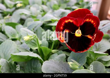 Viola ‘Delta Inferno mix’ Stiefmütterchen Delta Inferno mix – dunkelgelbe Blüten mit dunkelroten hinteren Blütenblättern und großem dunkelbraunen Fleck, September, UK Stockfoto