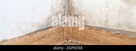 Staub in der Ecke des Raumes. Echter alter vernachlässigter staubiger Schmutz, schmutziger giftiger Schimmel und Pilzbakterien an der weißen Wand, Fußleiste und Holzboden Stockfoto