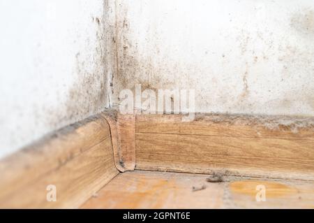 Staub in der Ecke des Raumes. Echter alter vernachlässigter staubiger Schmutz, schmutziger giftiger Schimmel und Pilzbakterien an der weißen Wand, Fußleiste und Holzboden Stockfoto